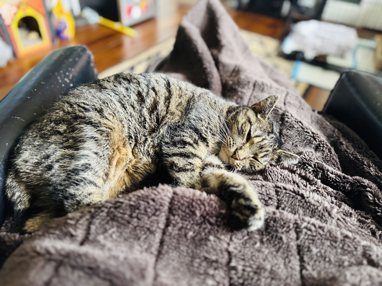 EVE - Manx / Domestic Short Hair available for adoption