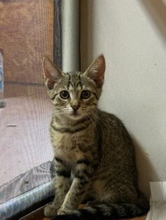 HANGTIME - Domestic Short Hair available for adoption