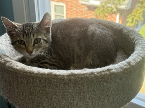 RIZZ - Domestic Short Hair available for adoption