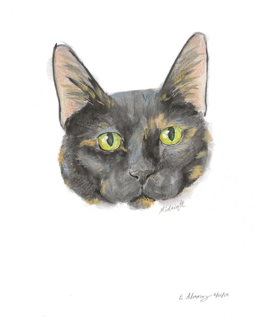 MIDNIGHT - Domestic Short Hair available for adoption