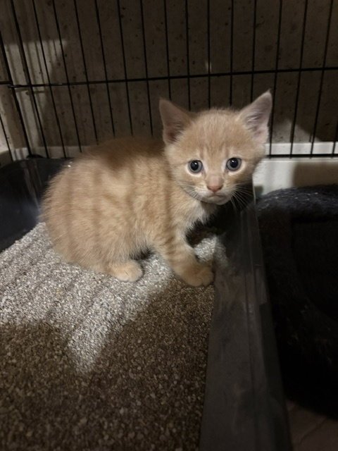 CHEESE - Domestic Short Hair available for adoption