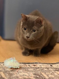 APRIL - Domestic Short Hair available for adoption