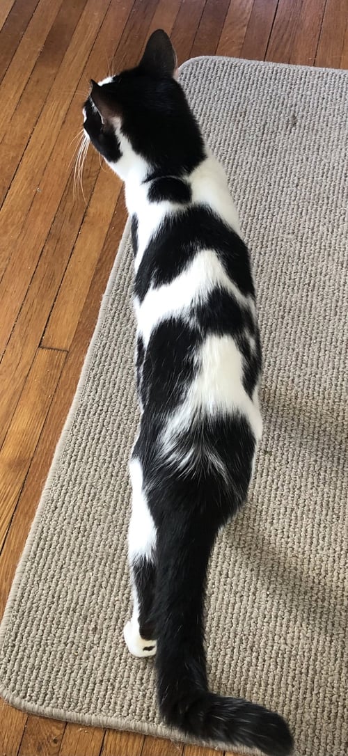 MOO (BONDED WITH CHESTER) - Domestic Short Hair available for adoption