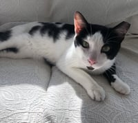 Moo (bonded with chester) - Photo 2