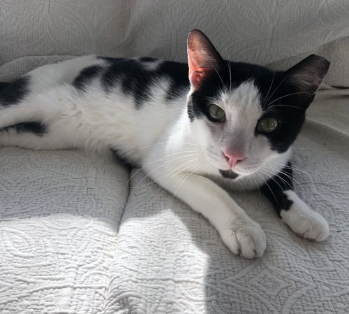MOO (BONDED WITH CHESTER) - Domestic Short Hair available for adoption