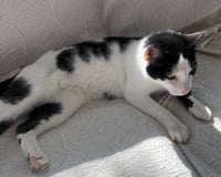Moo (bonded with chester) - Photo 3
