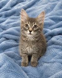 Artie - Photo 3