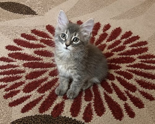 ARTIE - Domestic Medium Hair available for adoption
