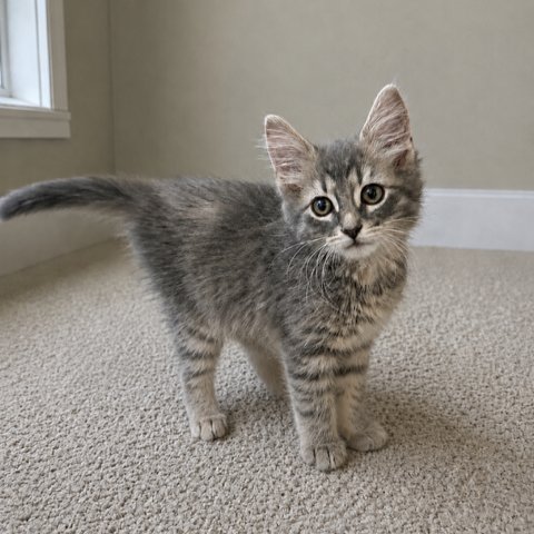 ARTIE - Domestic Medium Hair available for adoption