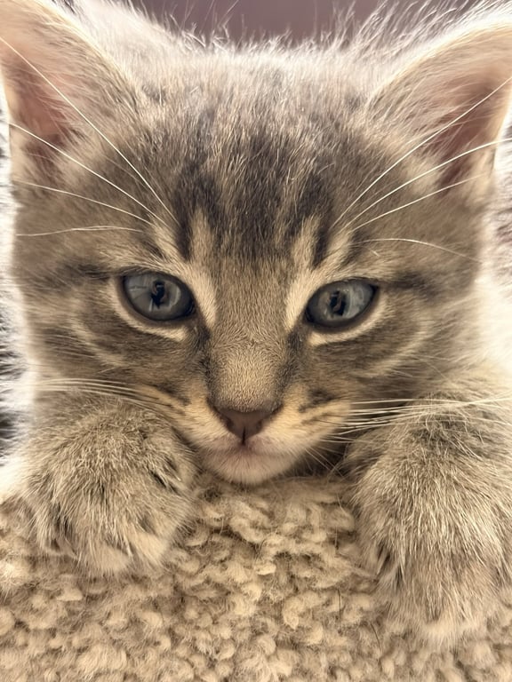 Tig (adopt with brother Mig) Image