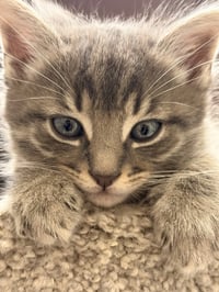 Tig (adopt with brother Mig) - Photo 1