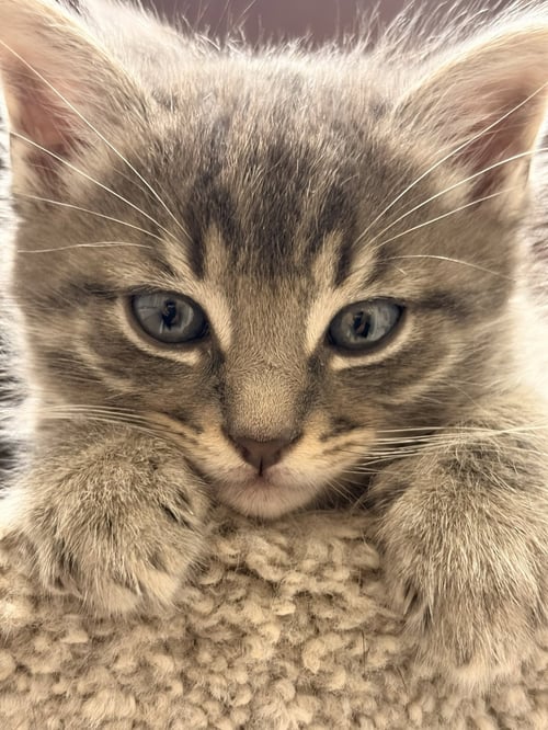 TIG (ADOPT WITH BROTHER MIG) - Domestic Short Hair available for adoption