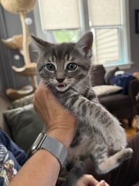 Tig (adopt with brother Mig) - Photo 2