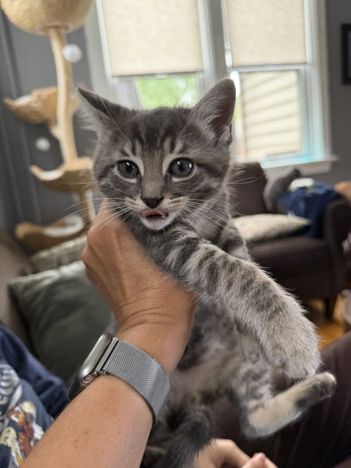 TIG (ADOPT WITH BROTHER MIG) - Domestic Short Hair available for adoption