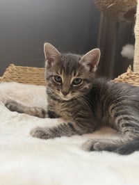 Tig (adopt with brother Mig) - Photo 3