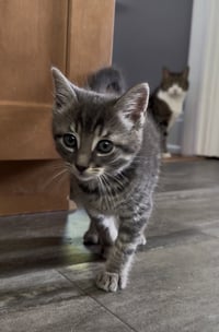 Tig (adopt with brother Mig) - Photo 4