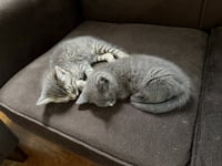 Tig (adopt with brother Mig) - Photo 5