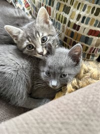 Tig (adopt with brother Mig) - Photo 6