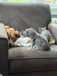 Tig (adopt with brother Mig) - Photo 7