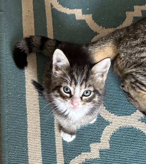 FINCH - Domestic Short Hair available for adoption