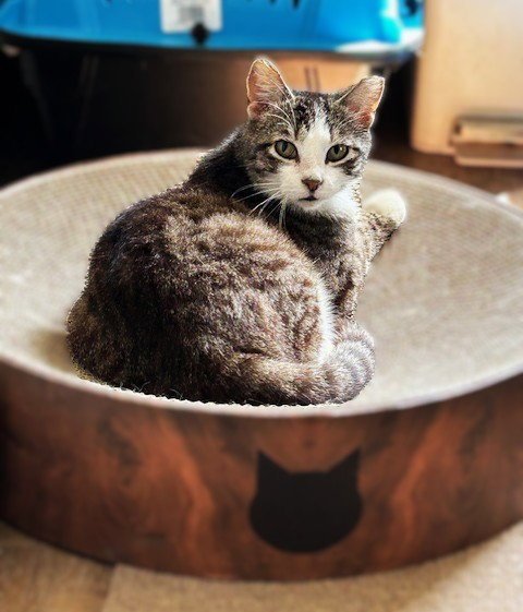 FRANKIE -PET AND CUDDLE ME PLEASE! - Domestic Short Hair available for adoption