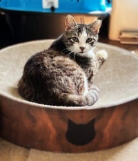 Frankie - Cuddler and Purr Machine - Photo 3