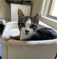 Frankie -Pet and Cuddle Me Please! - Photo 4