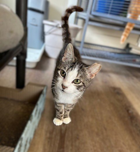 FRANKIE - CUDDLER AND PURR MACHINE - Domestic Short Hair available for adoption
