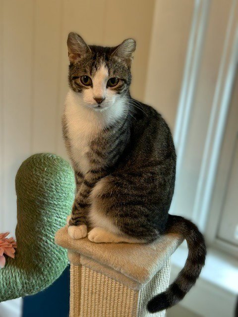 FRANKIE - CUDDLER AND PURR MACHINE - Domestic Short Hair available for adoption
