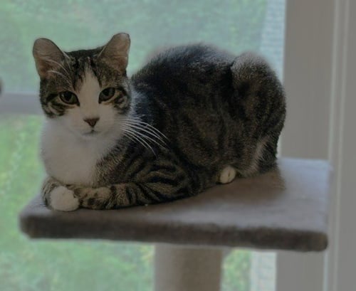 FRANKIE - CUDDLER AND PURR MACHINE - Domestic Short Hair available for adoption