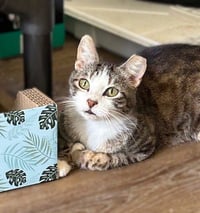 Frankie - Cuddler and Purr Machine - Photo 4