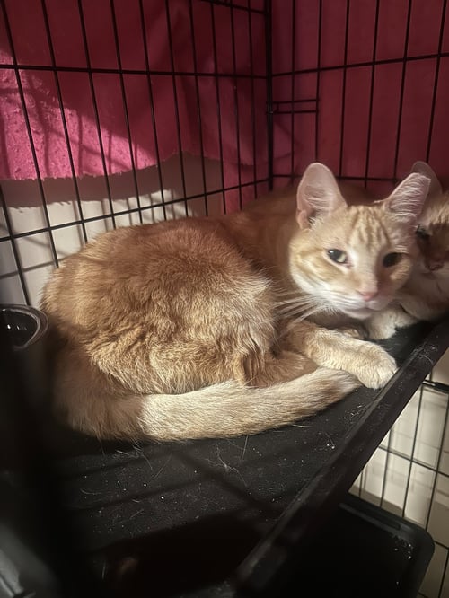 CRESSIDA - Domestic Short Hair available for adoption