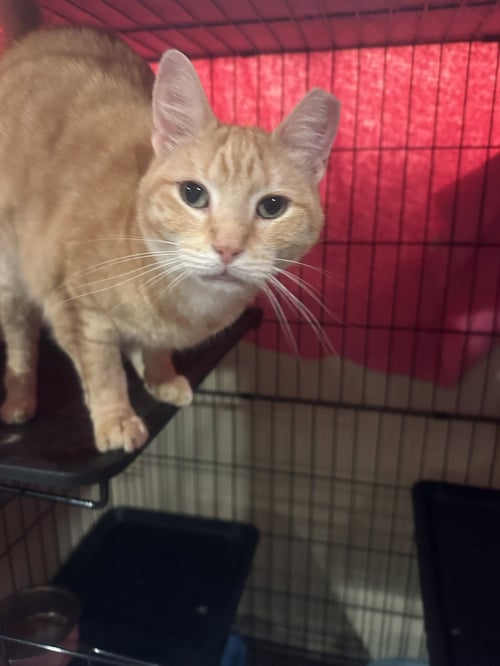 CRESSIDA - Domestic Short Hair available for adoption