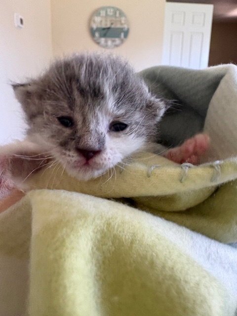 Pixie  (bonded with Frankie) Image