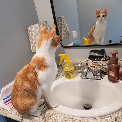 PETEY - Domestic Short Hair available for adoption