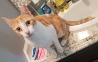 Petey - Photo 4