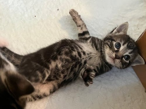 CASEY - Domestic Short Hair available for adoption