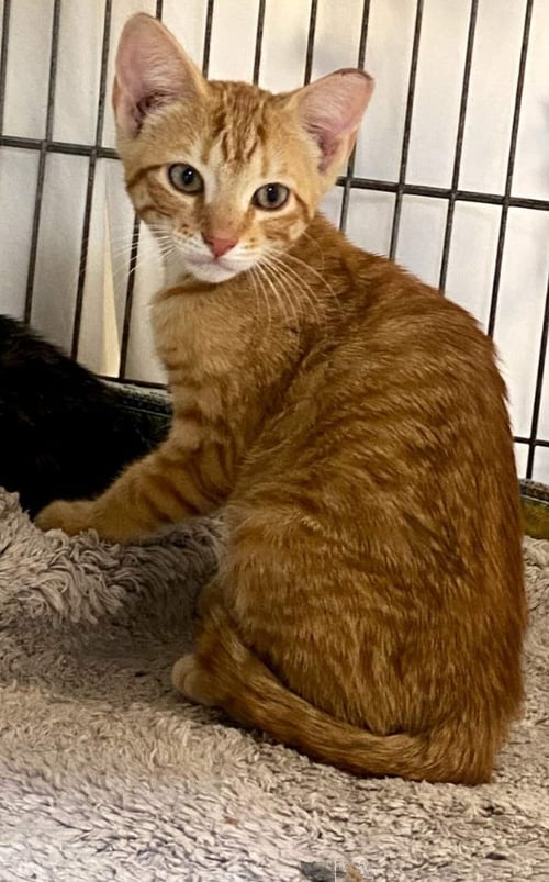 HAMILTON - Domestic Short Hair available for adoption