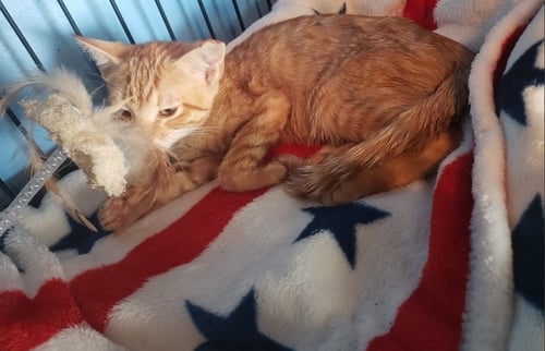HAMILTON - Domestic Short Hair available for adoption