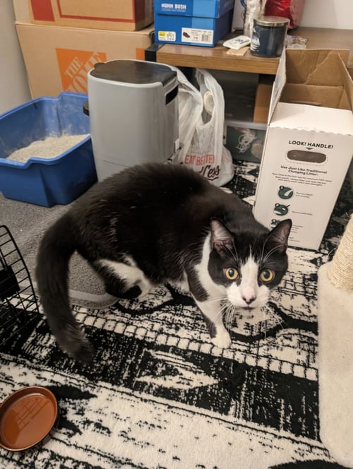 SPIRO - Domestic Short Hair available for adoption
