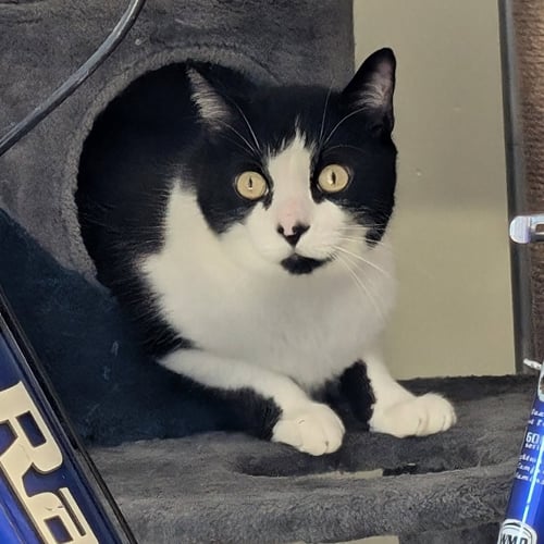 SPIRO - Domestic Short Hair available for adoption