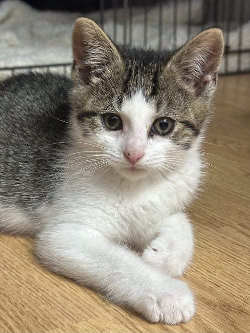 JOHNNIE WALKER (B & J) (BONDED WITH BOMBAY) - Domestic Short Hair available for adoption