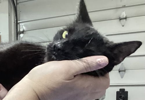 MANHATTAN - Domestic Short Hair available for adoption