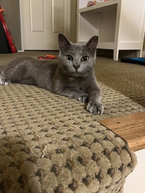 JUNE (BONDED WITH CALISTA) - Domestic Short Hair available for adoption
