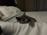 June (bonded with Calista) - Photo 3