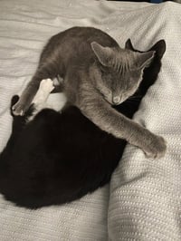 June (bonded with Calista) - Photo 4