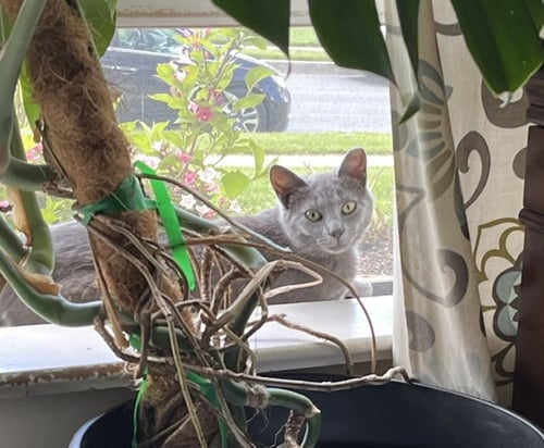 JUNE (BONDED WITH CALISTA)