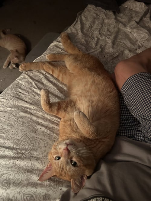 JIMMY - Domestic Short Hair available for adoption