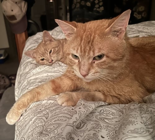 JIMMY - Domestic Short Hair available for adoption