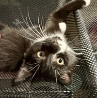 Nessie (bonded with Maise) - Photo 3